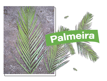 Clientes de Floresta de Quintal